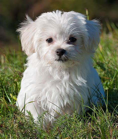 pic of maltese